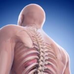 اعرف جسمك أثقل الأعضاء في جسم الأنسان